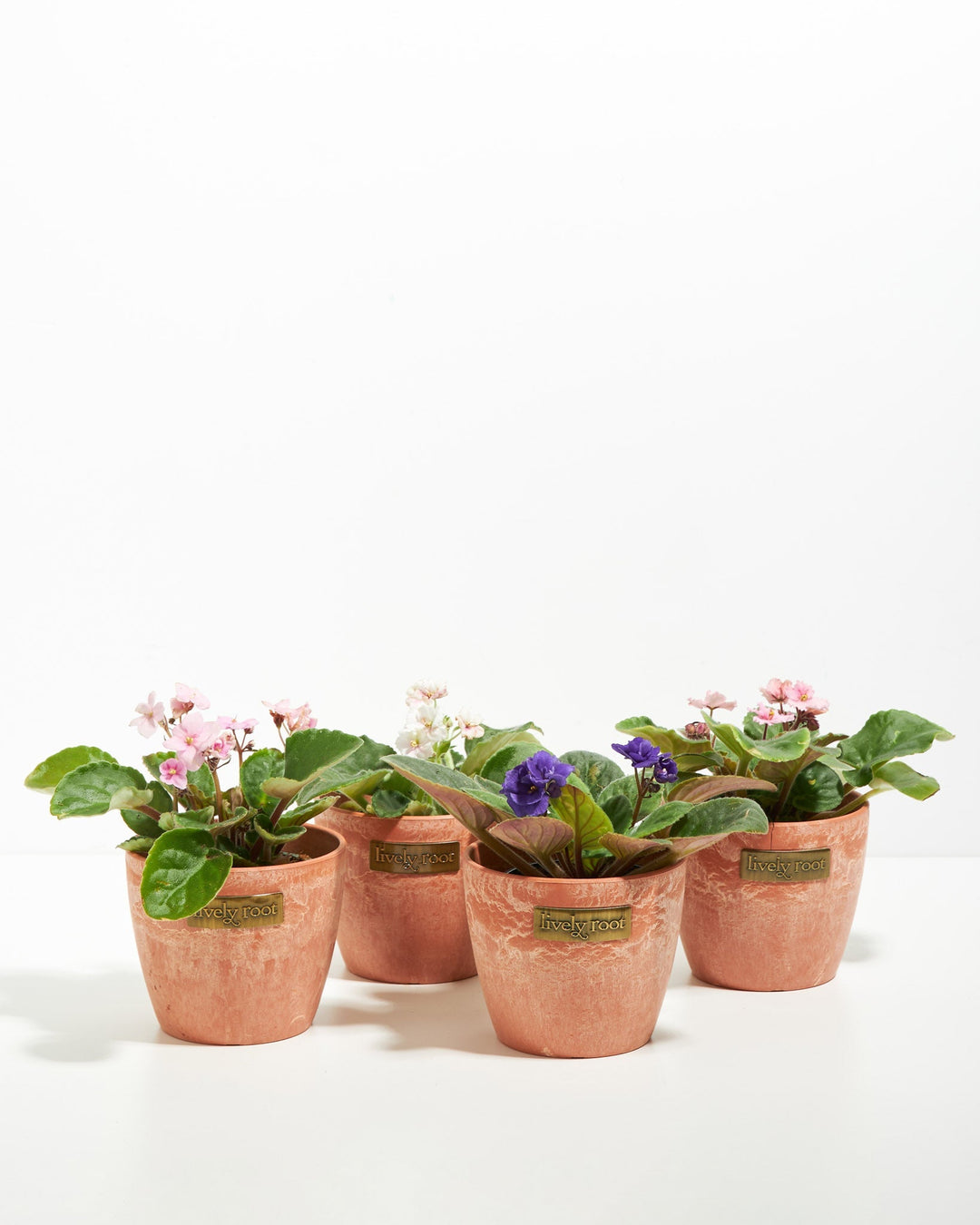 African Violet: 4 Pack