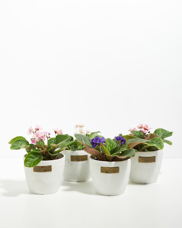 African Violet: 4 Pack