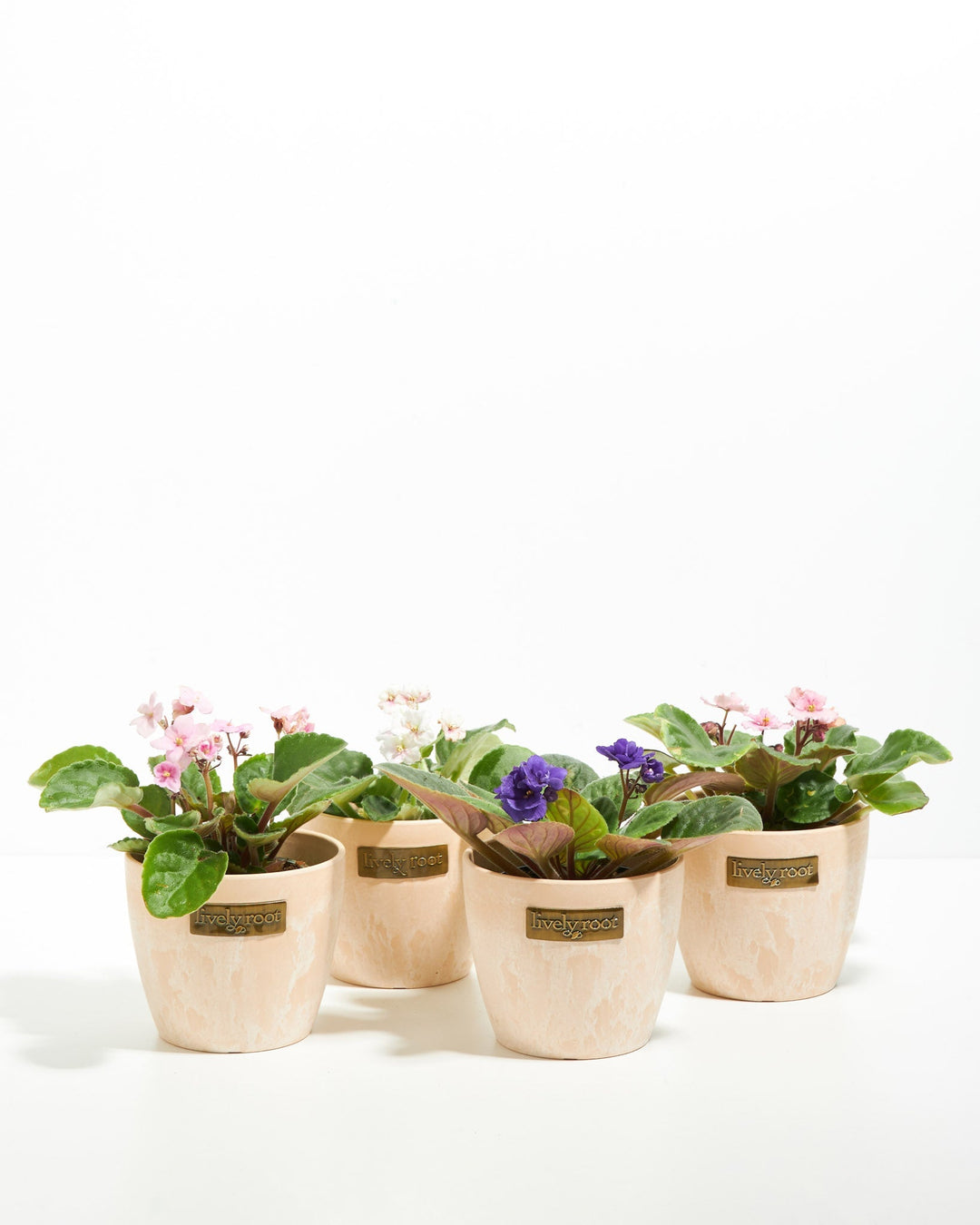 African Violet: 4 Pack
