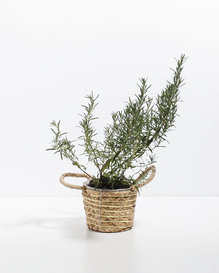 Mini Rosemary Tree