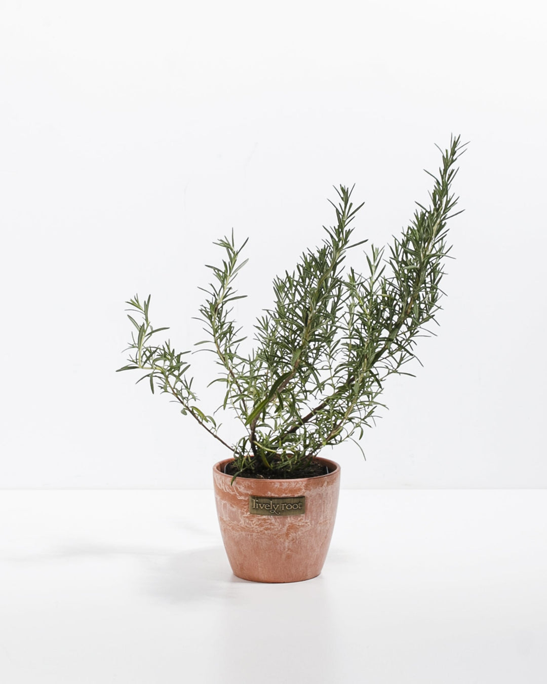 Mini Rosemary Tree