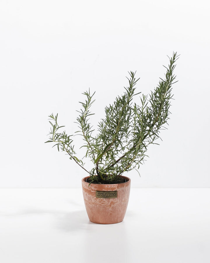 Mini Rosemary Tree
