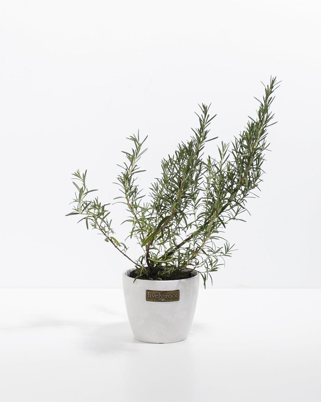 Mini Rosemary Tree