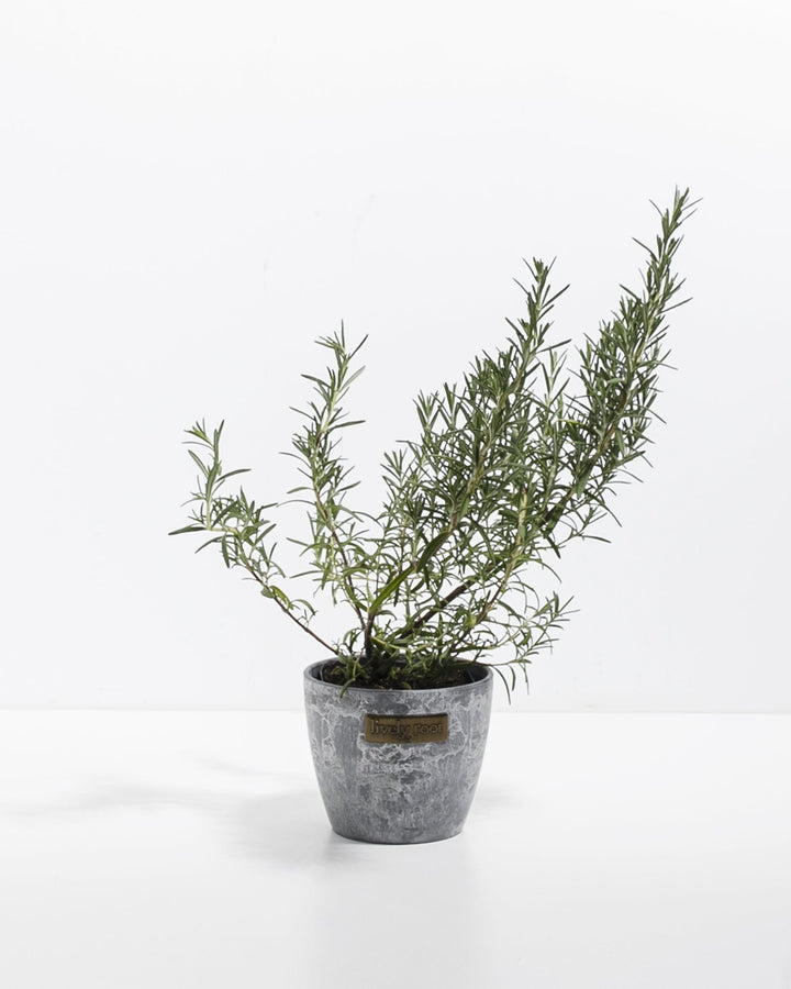 Mini Rosemary Tree