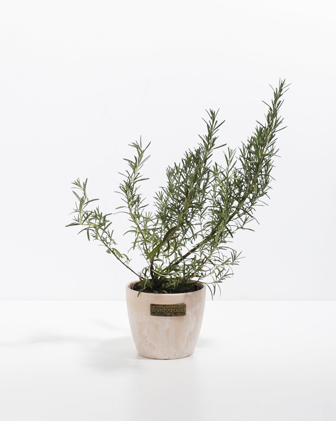 Mini Rosemary Tree