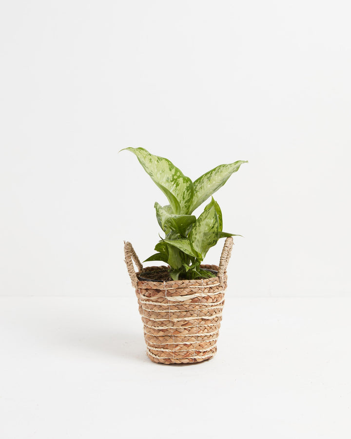Dieffenbachia Tiki