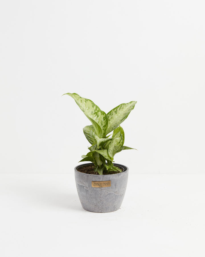 Dieffenbachia Tiki