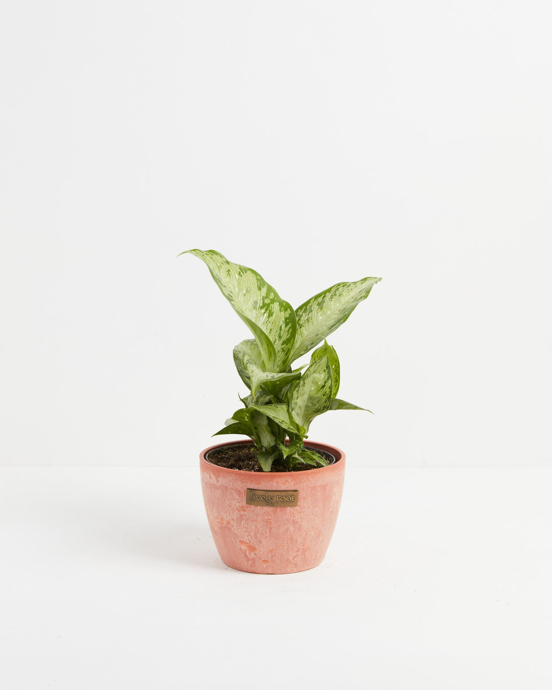 Dieffenbachia Tiki