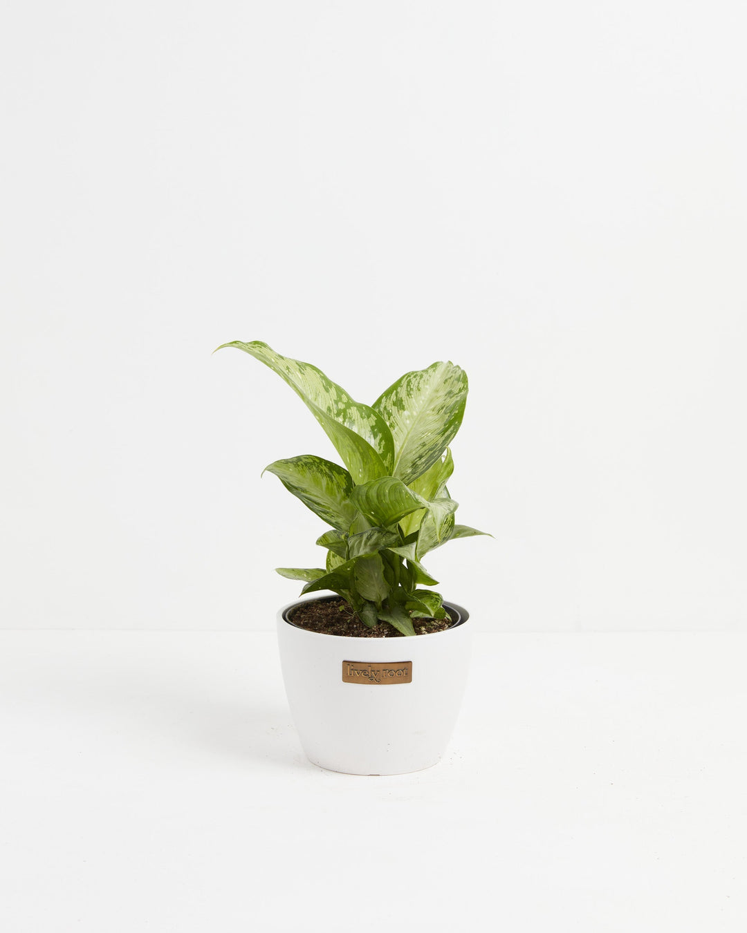 Dieffenbachia Tiki