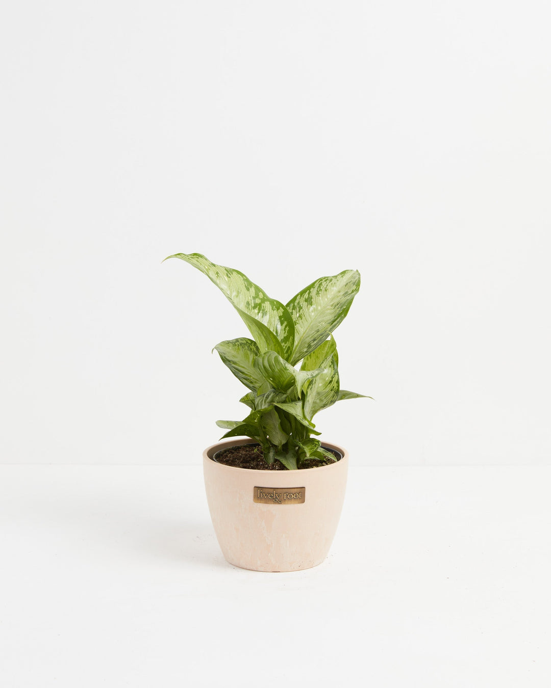 Dieffenbachia Tiki