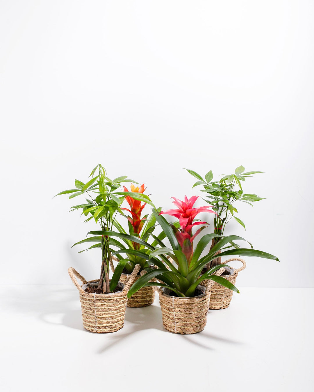 Lucky Pet Friendly Collection bundle featuring pet-safe Money Trees and colorful Guzmania Bromeliads arranged in natural woven seagrass basket planters with handles