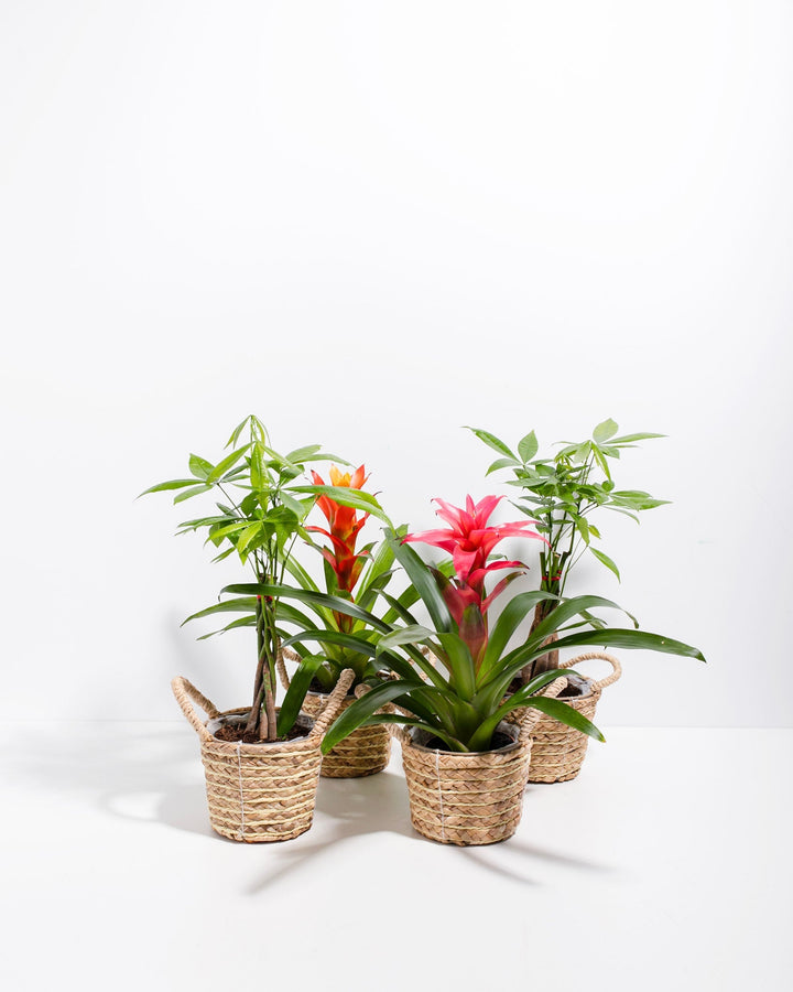 Lucky Pet Friendly Collection bundle featuring pet-safe Money Trees and colorful Guzmania Bromeliads arranged in natural woven seagrass basket planters with handles