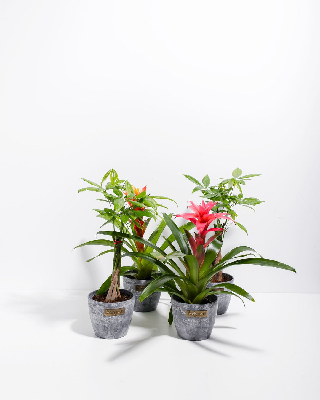 Lucky Pet Friendly Collection showing 4-inch Money Tree and Guzmania Bromeliad with pink bloom in grey textured decorative pots on white background