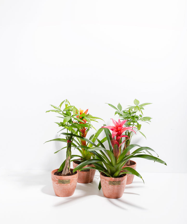 Lucky Pet Friendly Collection with pet-safe Money Trees and Guzmania Bromeliads featuring pink blooms potted in terracotta-colored decorative containers on white background