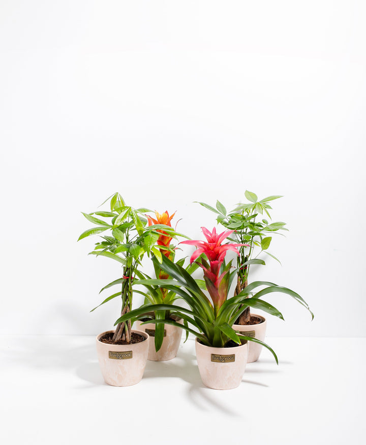 Lucky Pet Friendly Collection with braided Money Trees and Guzmania Bromeliads with pink blooms in blush pink decorative pots ideal for cat and dog friendly homes