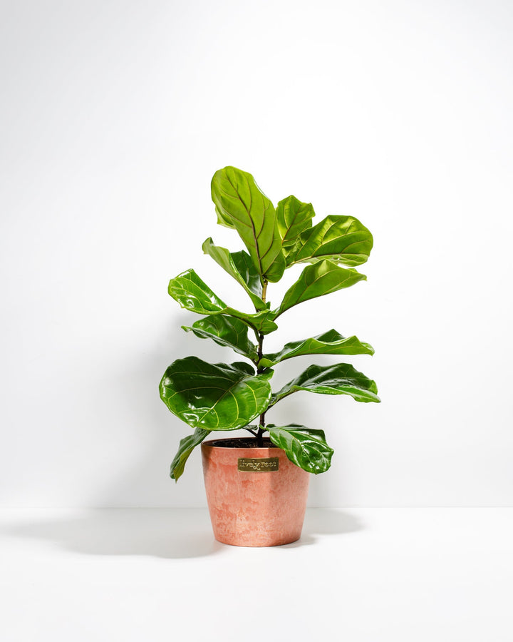 A full view of a Fiddle Leaf Fig Tree (Ficus Lyrata) showcasing its tall, upright stem and large, waxy violin-shaped green leaves, presented in a terracotta-colored textured Lively Root decorative planter against a white background.