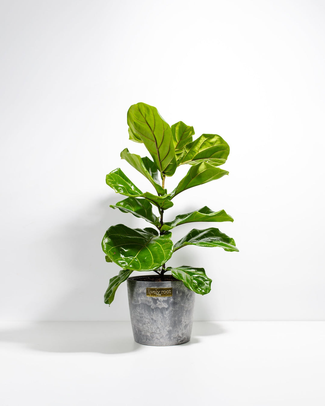 A full view of a Fiddle Leaf Fig Tree (Ficus Lyrata) showcasing its tall, upright stem and large, waxy violin-shaped green leaves, presented in a gray textured Lively Root decorative planter against a white background.
