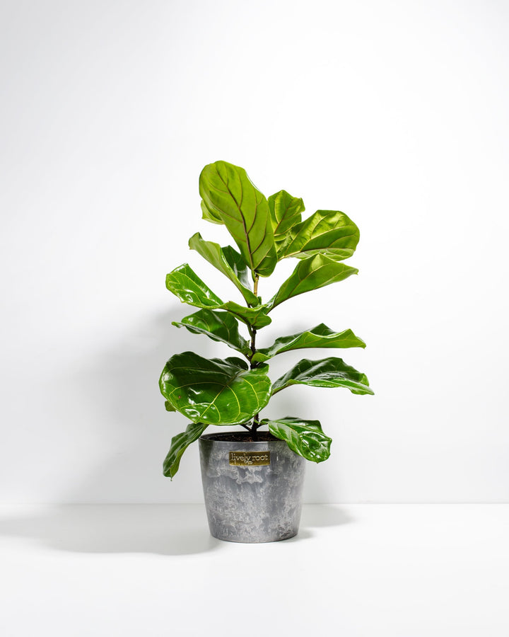 A full view of a Fiddle Leaf Fig Tree (Ficus Lyrata) showcasing its tall, upright stem and large, waxy violin-shaped green leaves, presented in a gray textured Lively Root decorative planter against a white background.