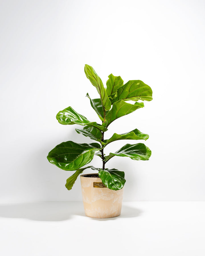 Fiddle Leaf Fig Tree (Ficus Lyrata)
