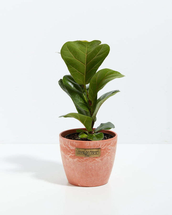A full view of a small Fiddle Leaf Fig Tree (Ficus Lyrata) showcasing its upright, violin-shaped green leaves with prominent veins, presented in a terracotta-colored textured Lively Root decorative planter against a white background.