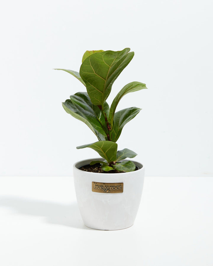 A full view of a small Fiddle Leaf Fig Tree (Ficus Lyrata) showcasing its upright, violin-shaped green leaves with prominent veins, presented in a white decorative Lively Root planter against a white background.