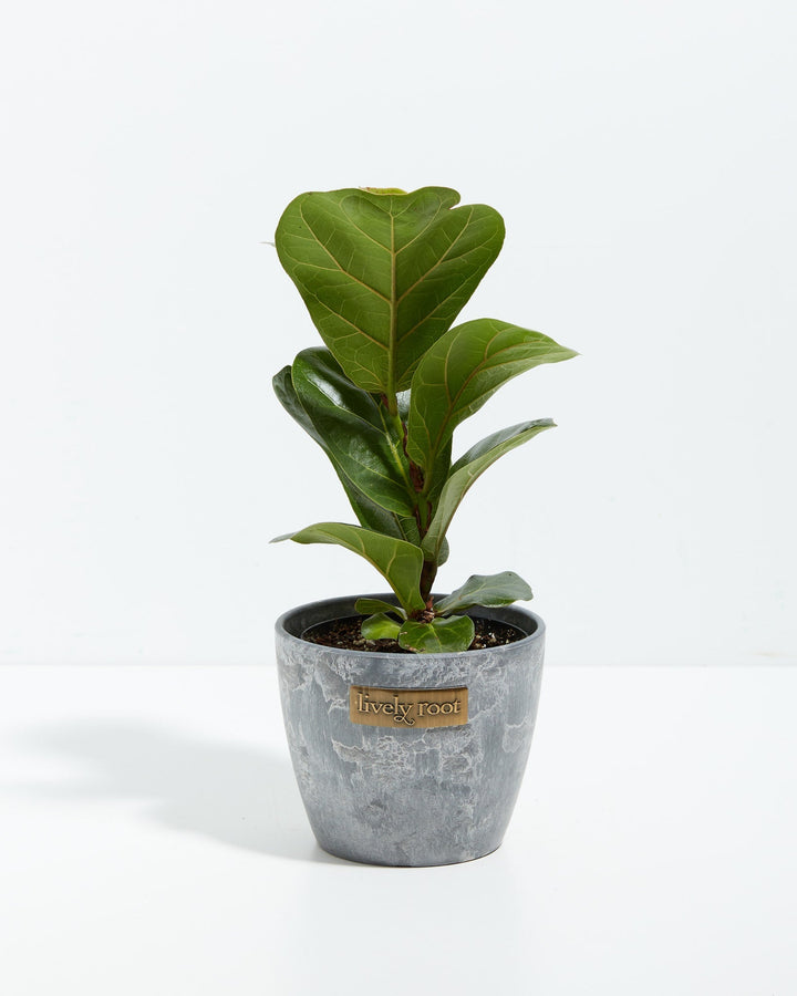 A full view of a small Fiddle Leaf Fig Tree (Ficus Lyrata) showcasing its upright, violin-shaped green leaves with prominent veins, presented in a gray textured Lively Root decorative planter against a white background.