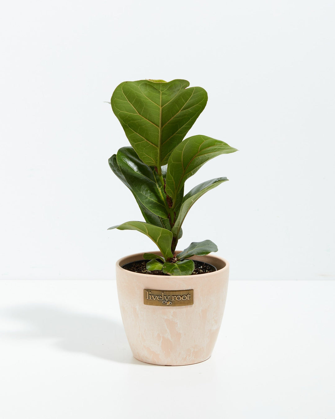 A full view of a small Fiddle Leaf Fig Tree (Ficus Lyrata) showcasing its upright, violin-shaped green leaves with prominent veins, presented in a light peach-colored textured Lively Root decorative planter against a white background.