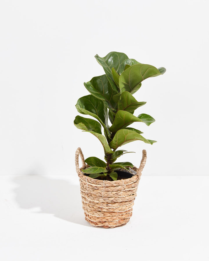 Fiddle Leaf Fig Tree (Ficus Lyrata)