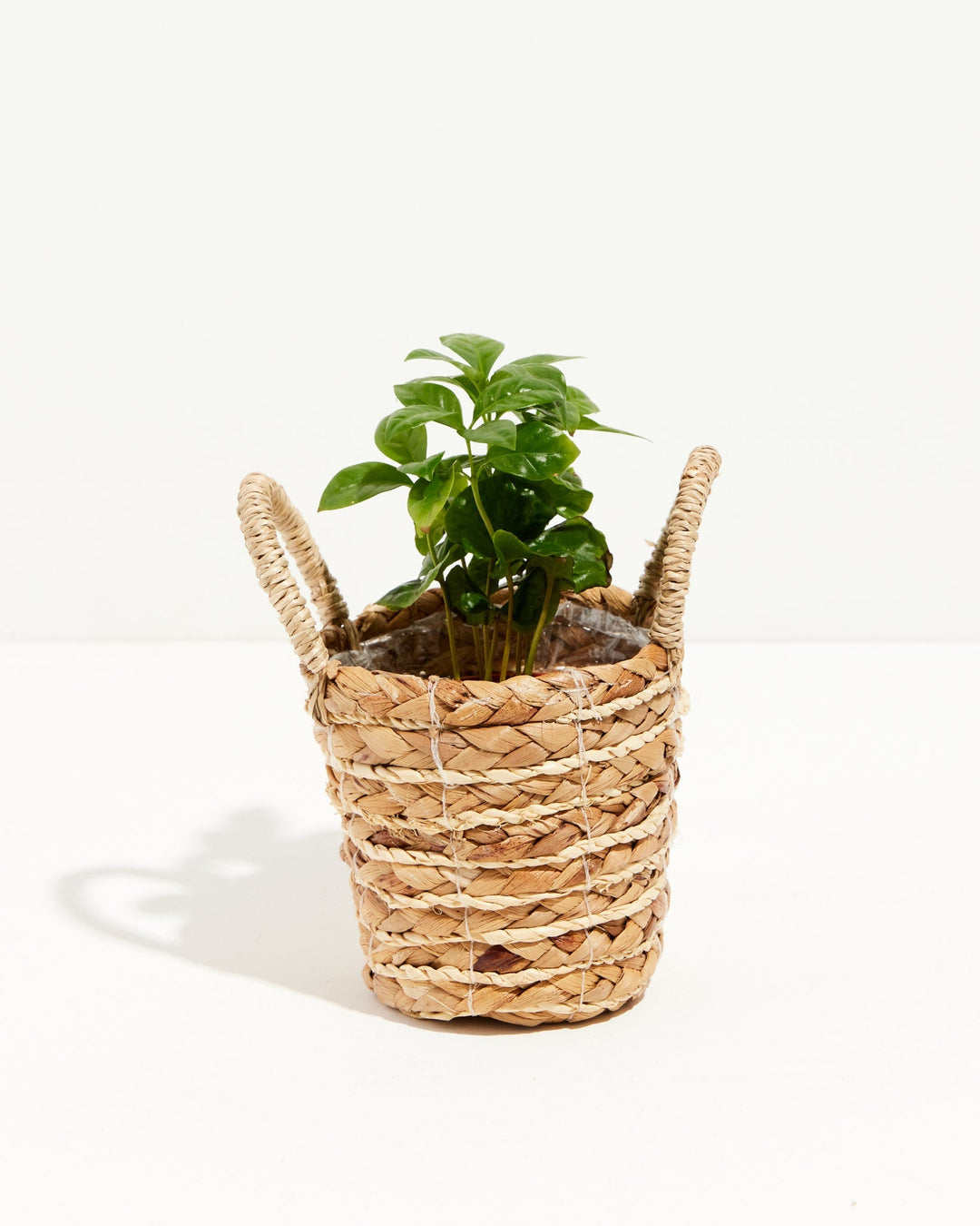Coffee Plant (Coffea arabica)