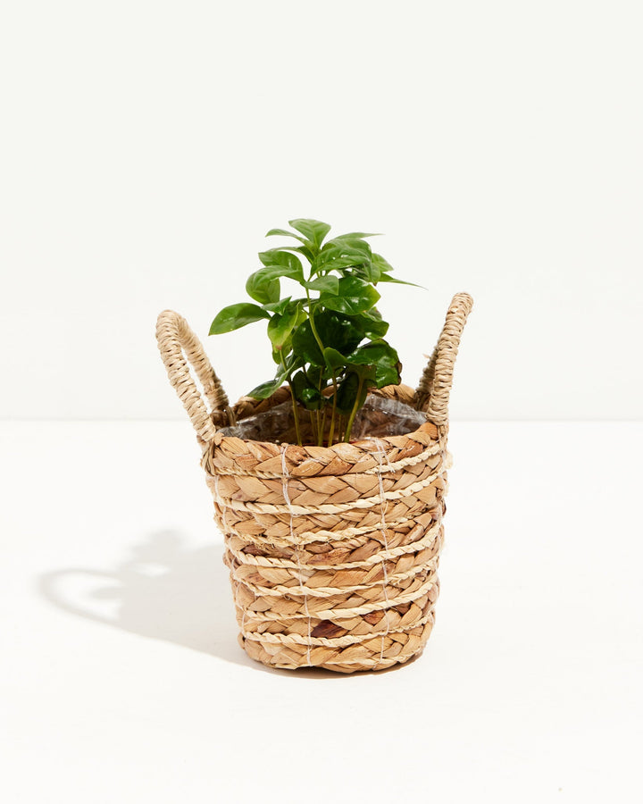 Coffee Plant (Coffea arabica)