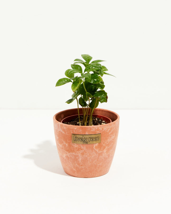 Arabica coffee plant in a terracotta-style "chai" ceramic planter with Lively Root brass nameplate