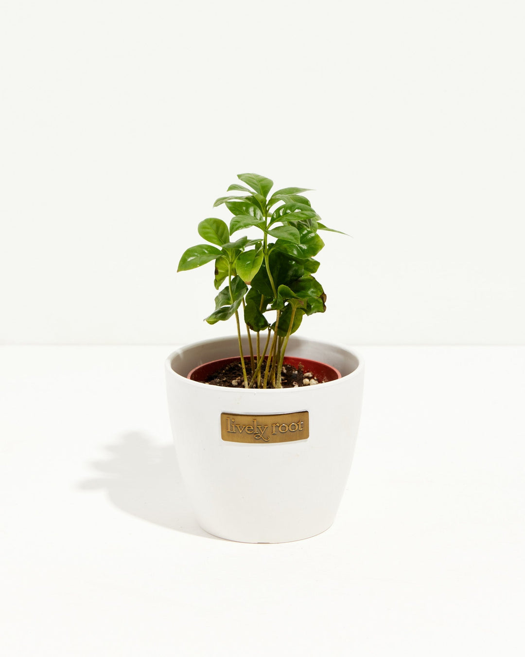 Compact Coffea arabica in a crisp white ceramic planter, perfect for desk or tabletop decor