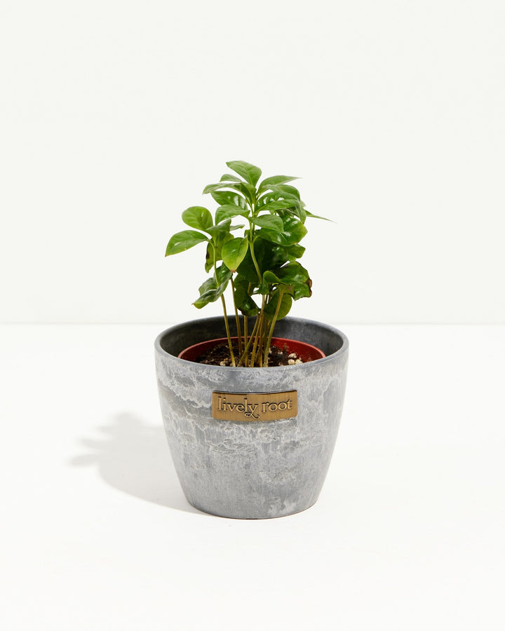 Coffee Plant in a slate gray textured ceramic pot, an easy-care indoor houseplant