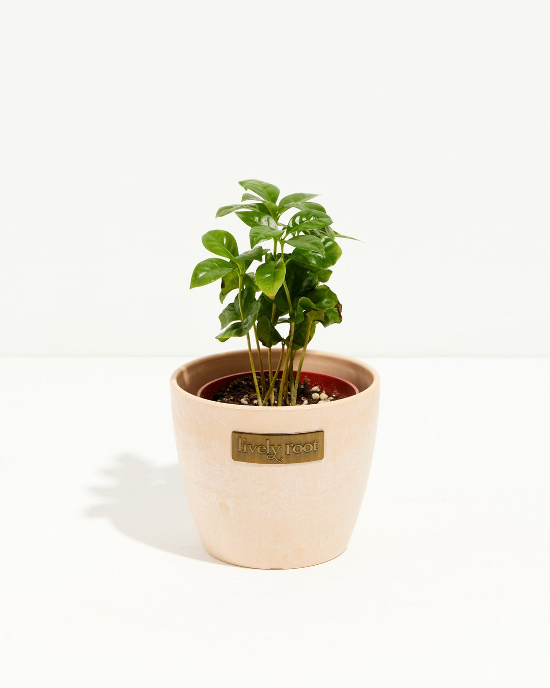 4" Coffee Plant (Coffea arabica) in a macaroon ceramic pot with glossy green leaves on a white background