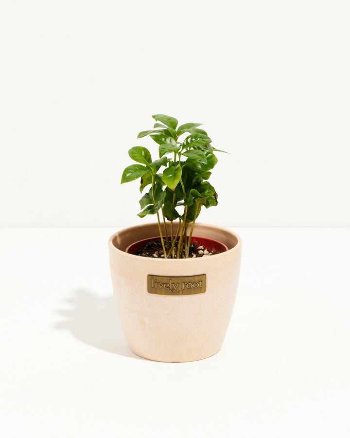 4" Coffee Plant (Coffea arabica) in a macaroon ceramic pot with glossy green leaves on a white background