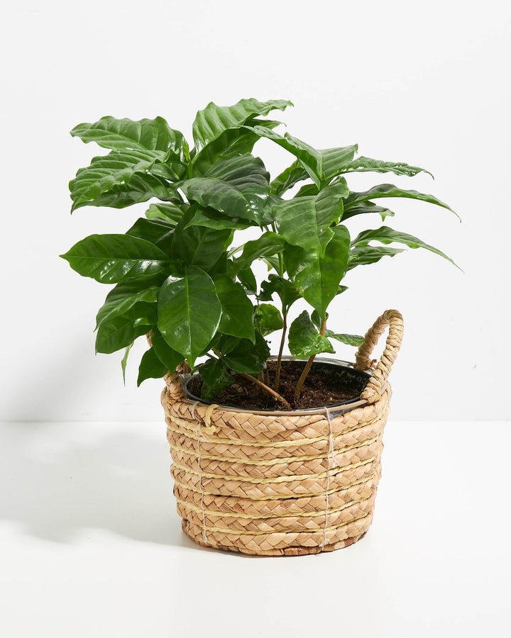 Coffee Plant (Coffea arabica)