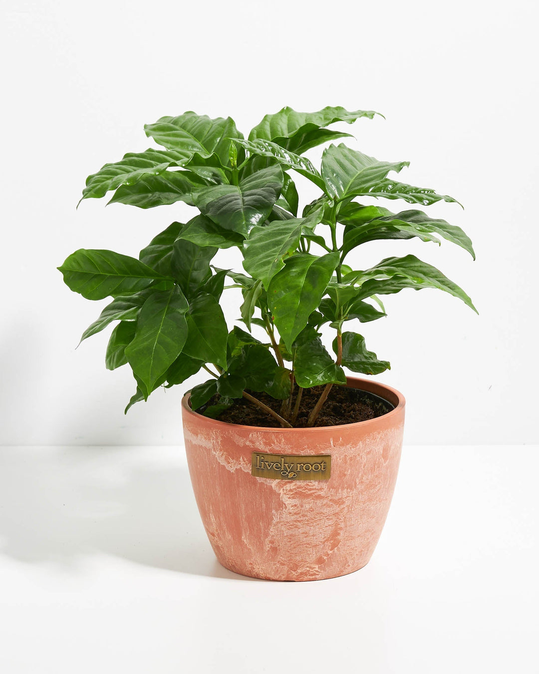 Coffee Plant (Coffea arabica)