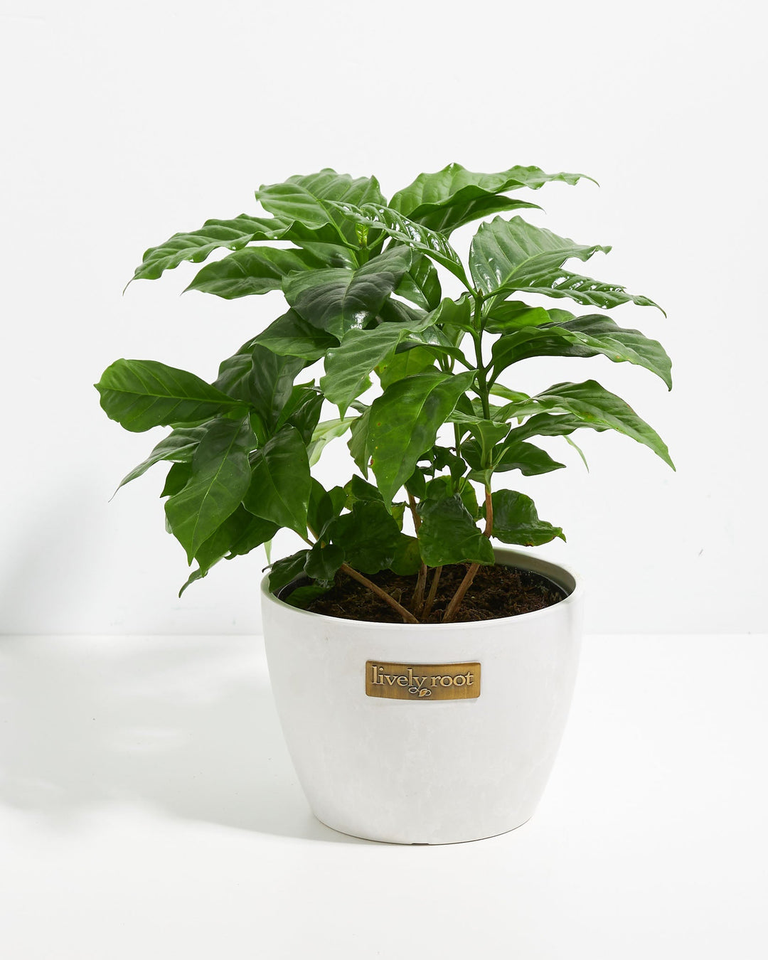 Coffee Plant (Coffea arabica)
