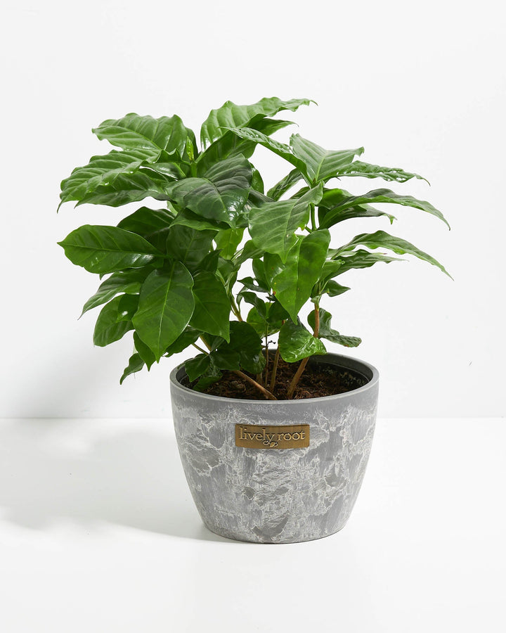Coffee Plant (Coffea arabica)