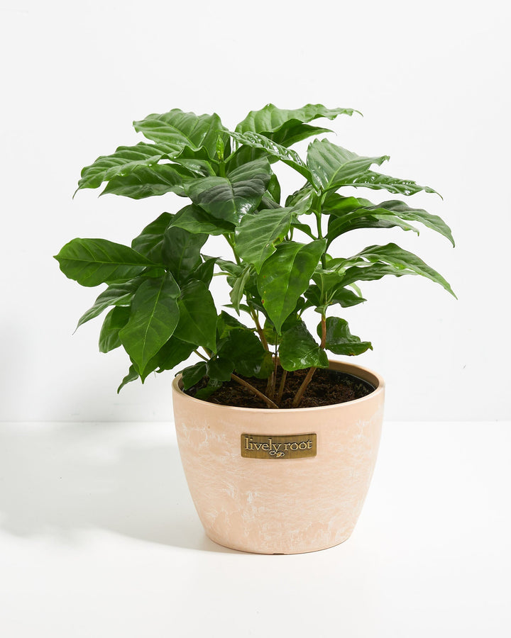 Coffee Plant (Coffea arabica)