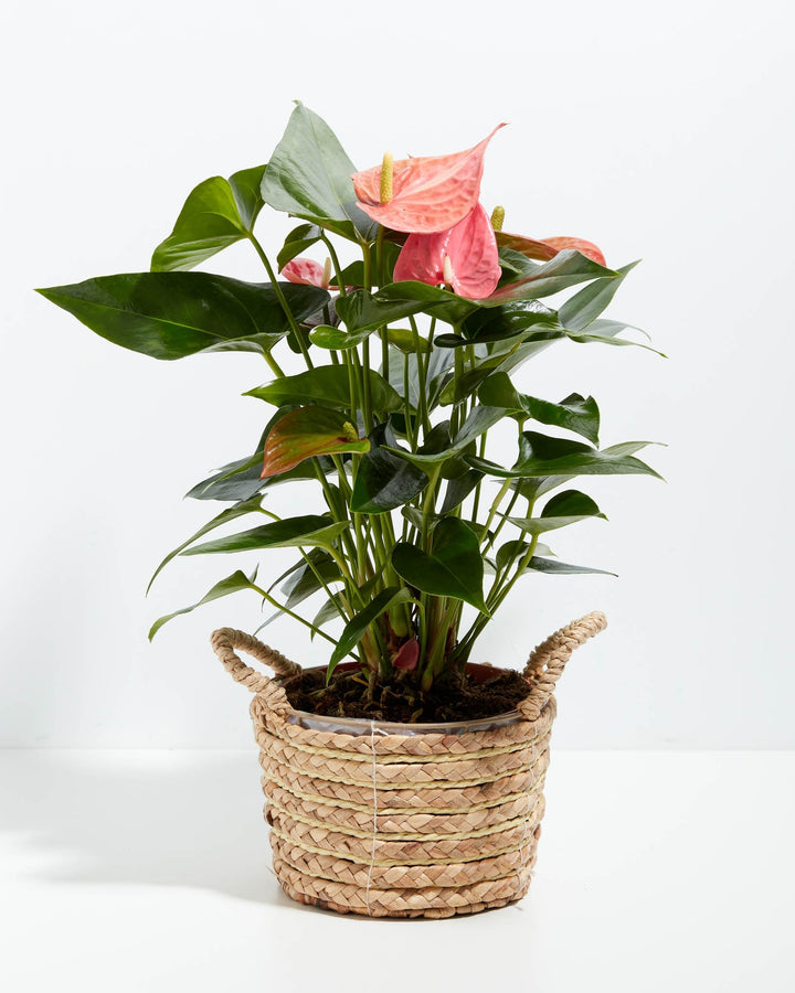Pink Flamingo Flower Anthurium plant in a woven seagrass basket with handles, featuring glossy heart-shaped green leaves and pink spathe blooms against a white…Pink Flamingo Flower Anthurium plant in a woven seagrass basket with handles, featuring glossy heart-shaped green leaves and pink spathe blooms against a white background