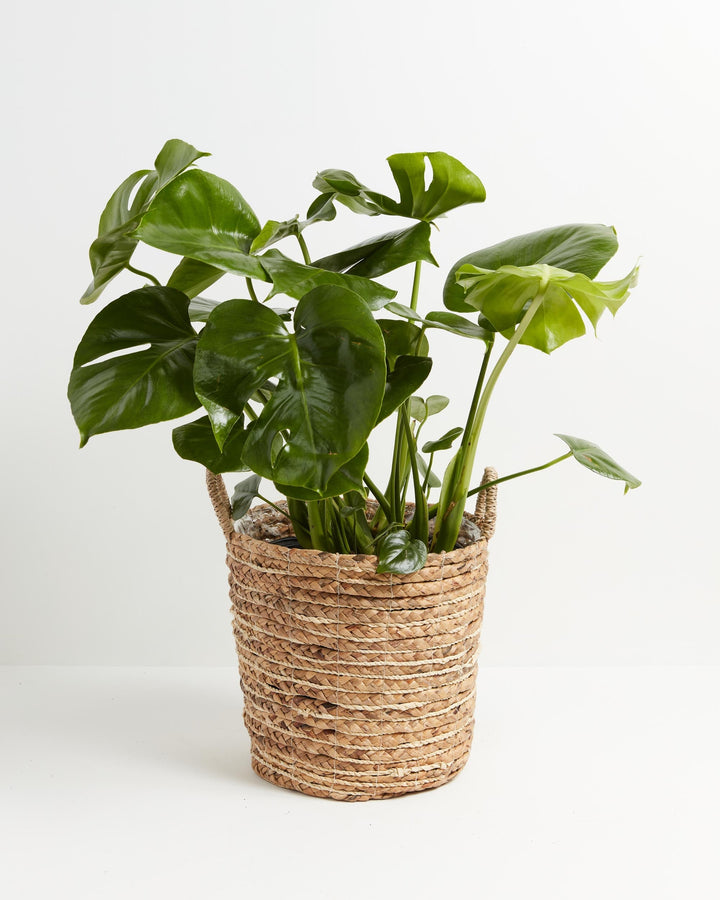 Monstera Deliciosa (Split Leaf Philodendron)