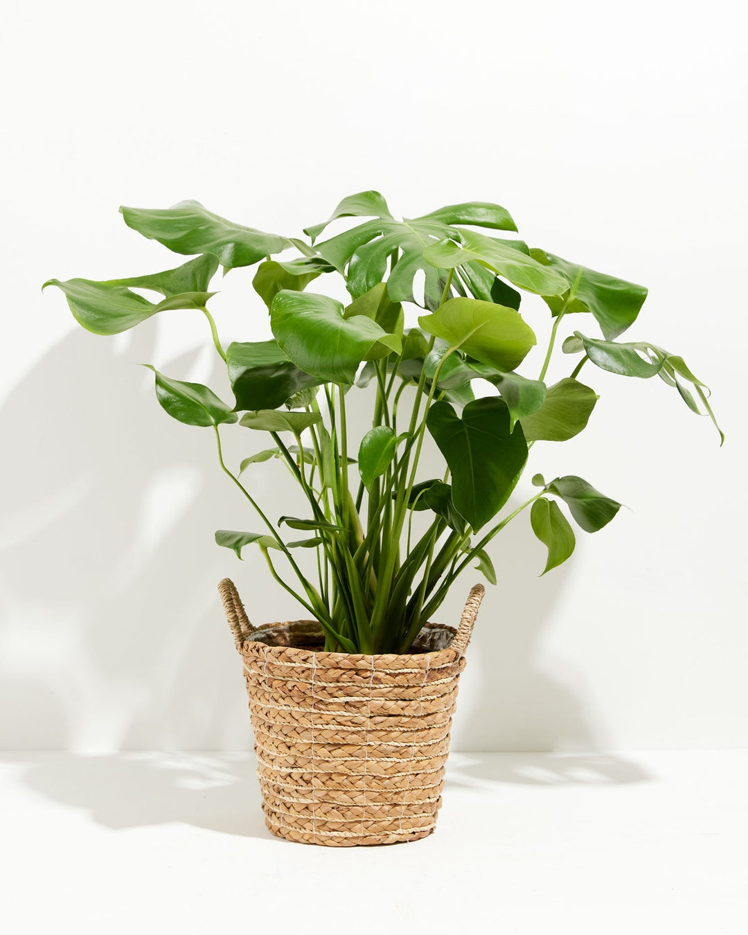 Monstera Deliciosa (Split Leaf Philodendron)