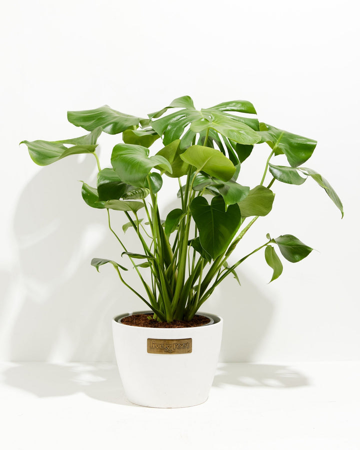 A full view of a lush Monstera Deliciosa (Split Leaf Philodendron) featuring expansive glossy green leaves with natural fenestrations, presented in a white decorative Lively Root planter against a white background.