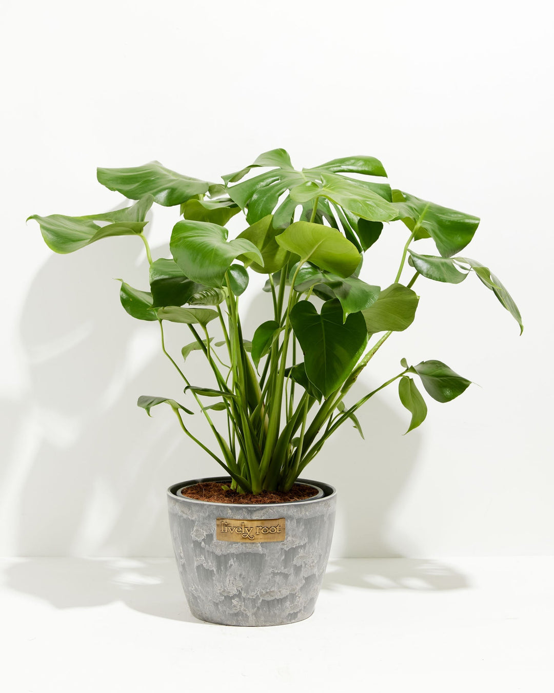 A full view of a lush Monstera Deliciosa (Split Leaf Philodendron) featuring expansive glossy green leaves with natural fenestrations, presented in a gray textured Lively Root decorative planter against a white background.