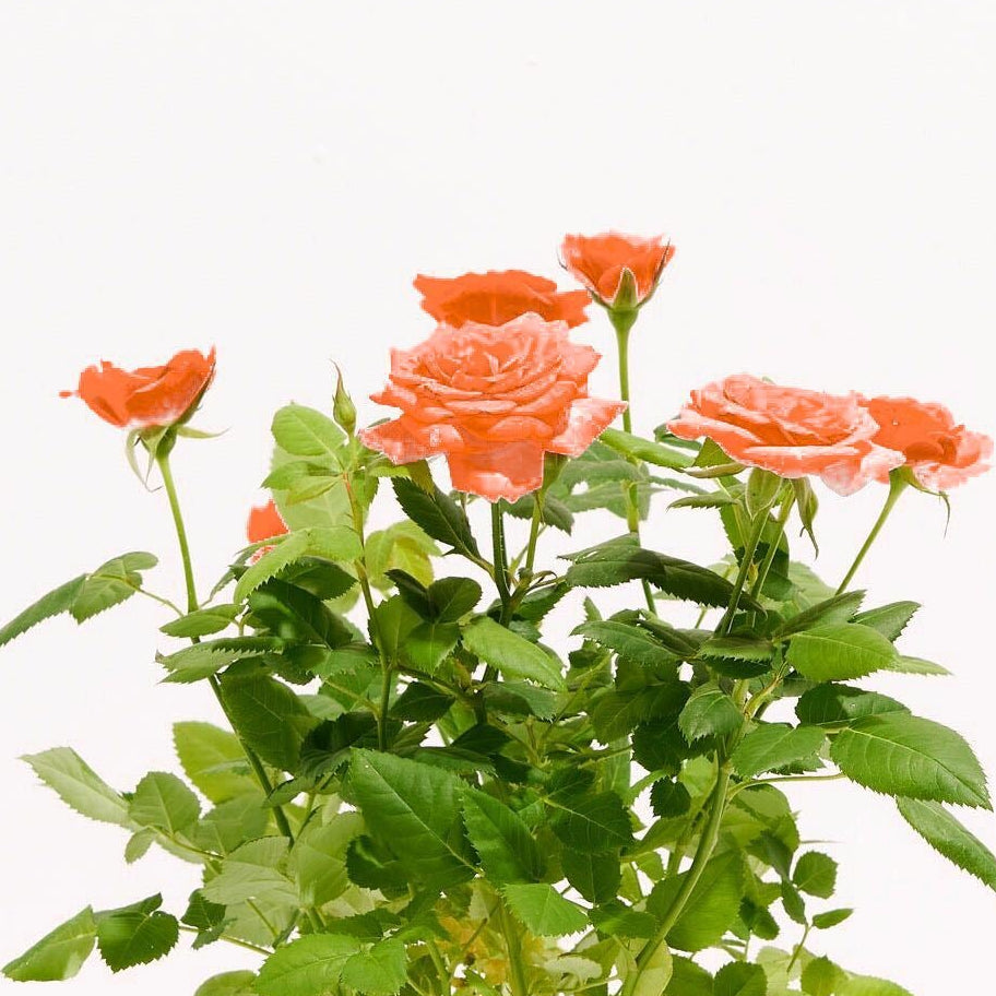 Close-up of Tangerine Miniature Rose orange blooms and buds amid green serrated foliage on white background