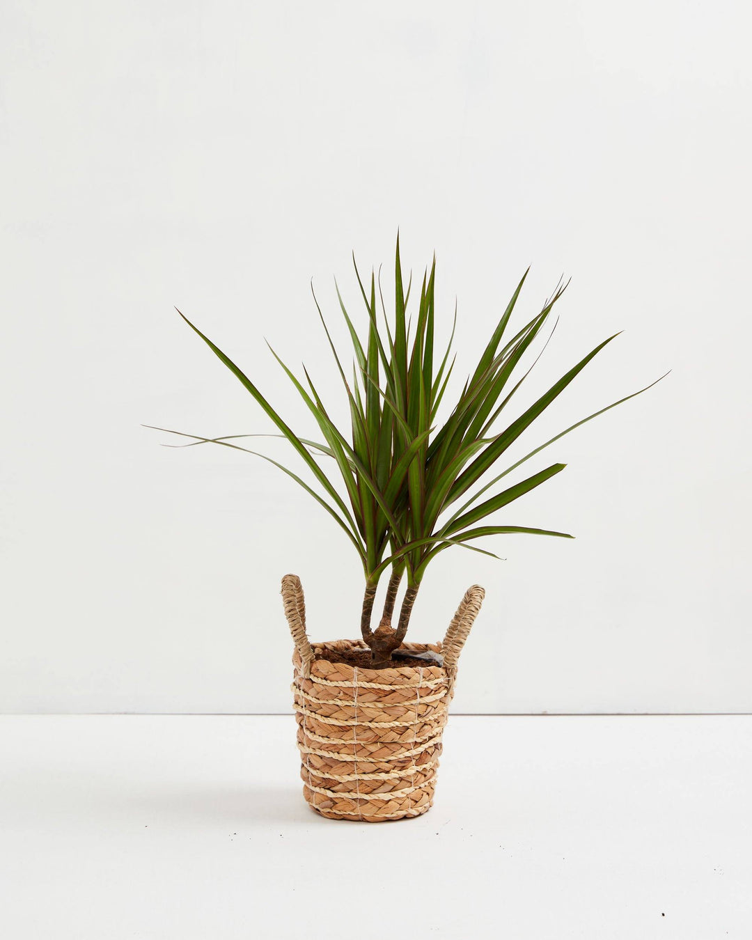 Bicolor Cane Dragon Tree (Dracaena)