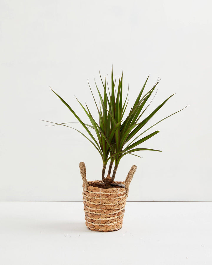 Bicolor Cane Dragon Tree (Dracaena)