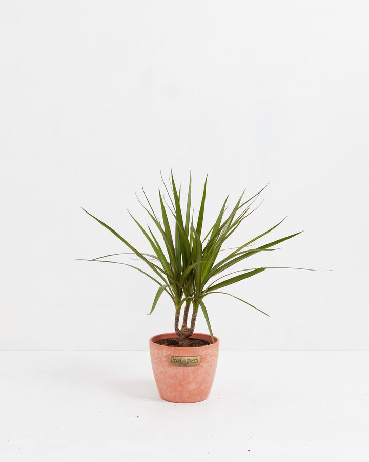 Bicolor Cane Dragon Tree (Dracaena)