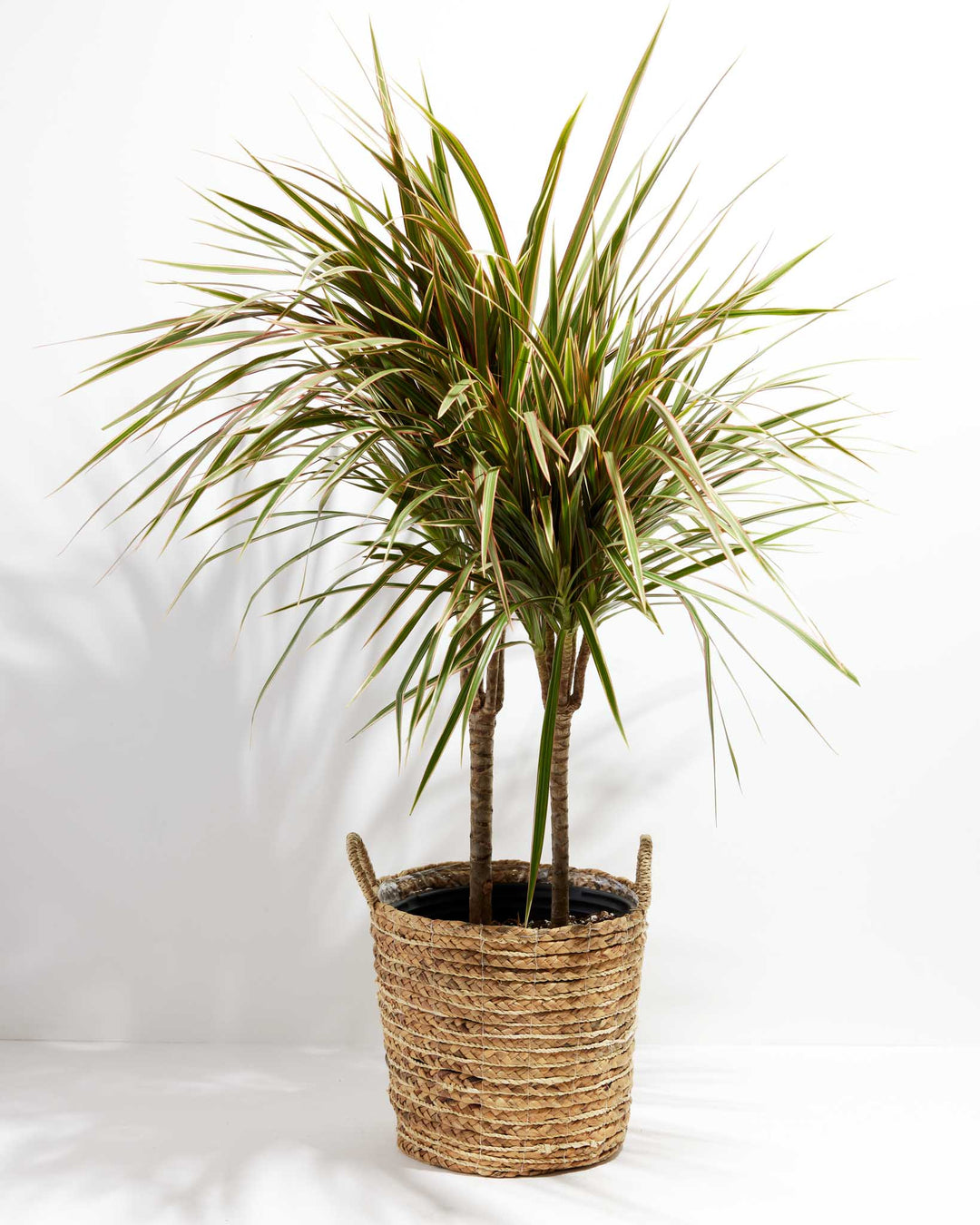 Bicolor Cane Dragon Tree (Dracaena)